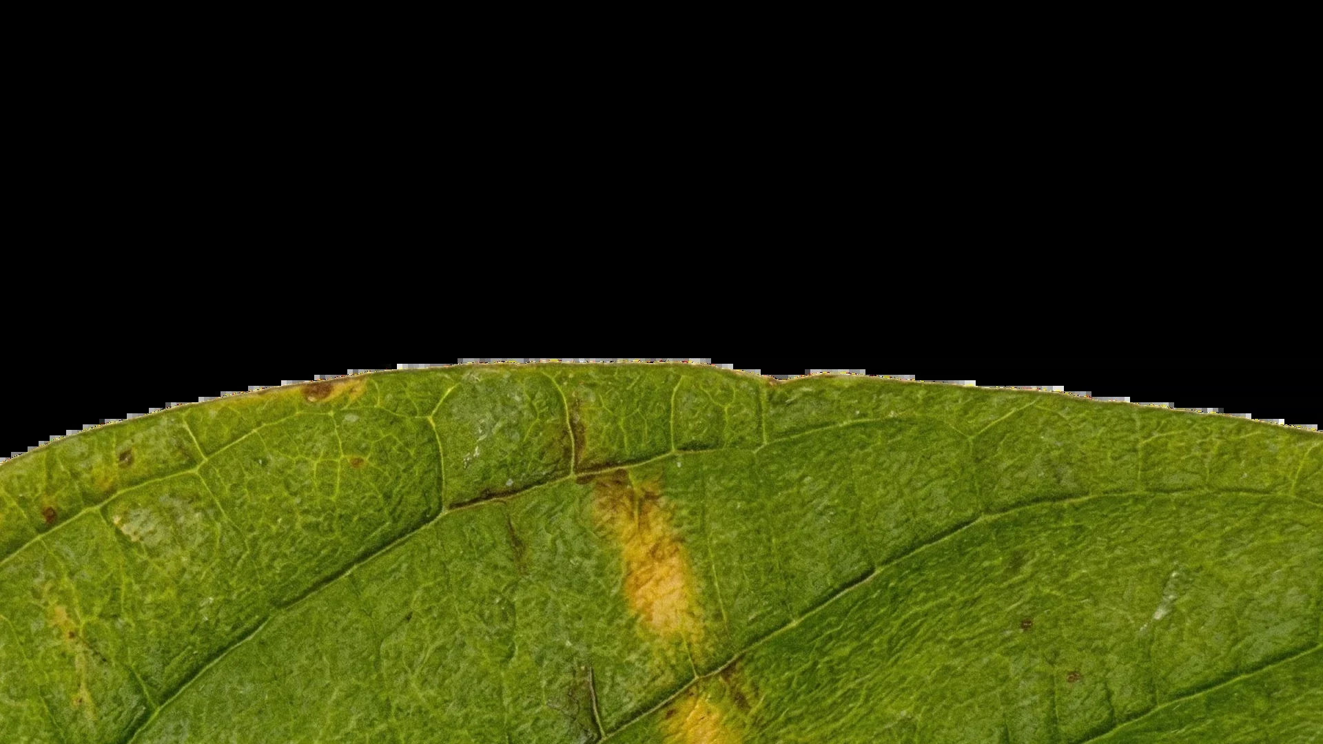 Una delle illustrazioni che accompagnano il lancio di Claude Opus 5.5. Fonte: Anthropic.